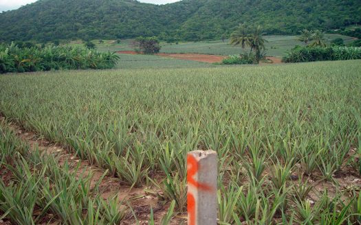 Land for Sale in Pranburi Wang Pong